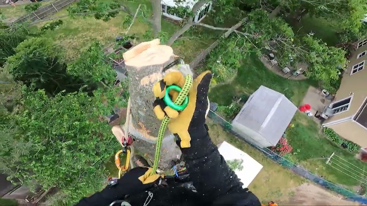 removing the Spar Anchor #arborist #arboriculture #treeclimbing #shorts