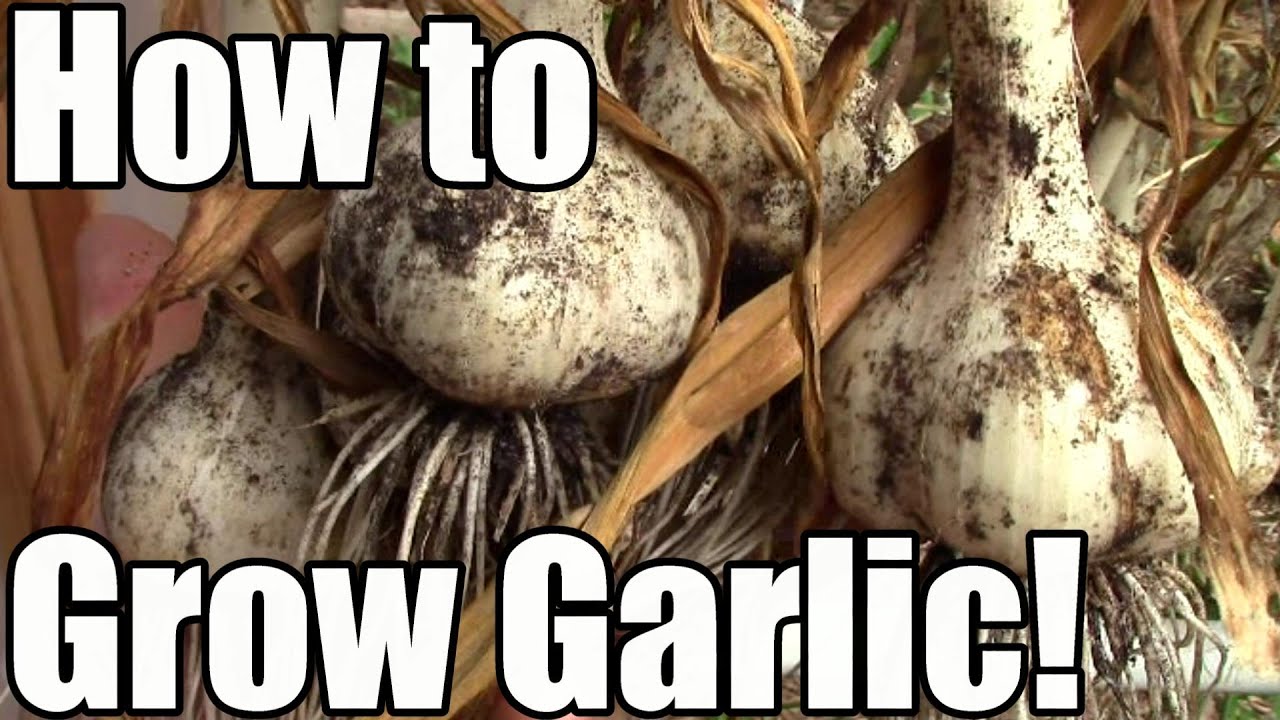 How We Grow, Cure & Store Garlic: From Clove to Bulb