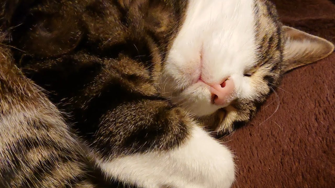 【猫と寝姿126】暖かくなってきてもまだまだこの上で寝るみたいです。