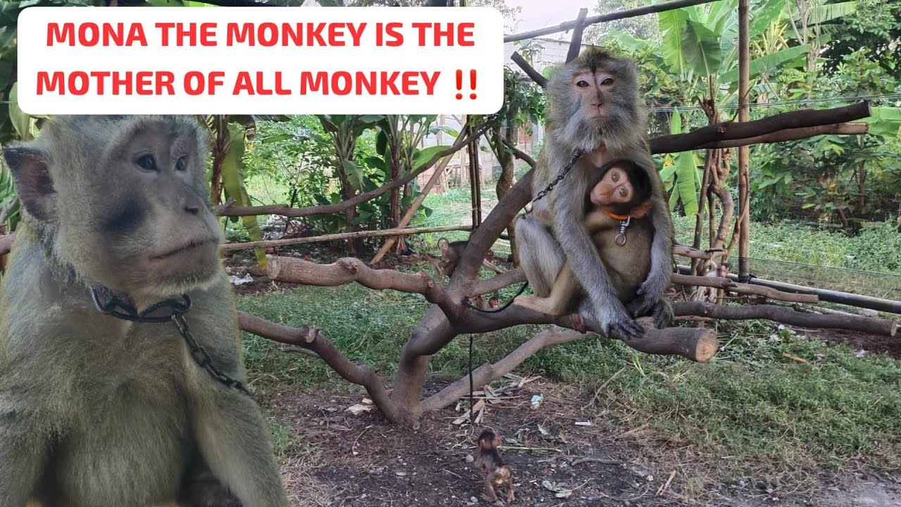 MONYET MONA & KENTUNG BERKUNJUNG KE DALAM AVIARY‼️Monyet lala jadi anggota disini