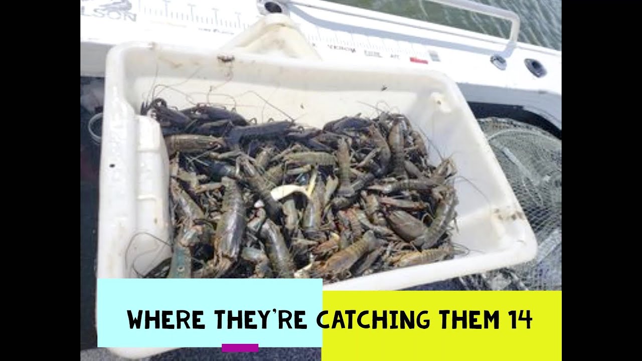RED CLAW 14 WHERE THEY'RE CATCHING RED CLAW IN QUEENSLAND YABBIES FISHING AUSTRALIA CRAYFISH YABBY