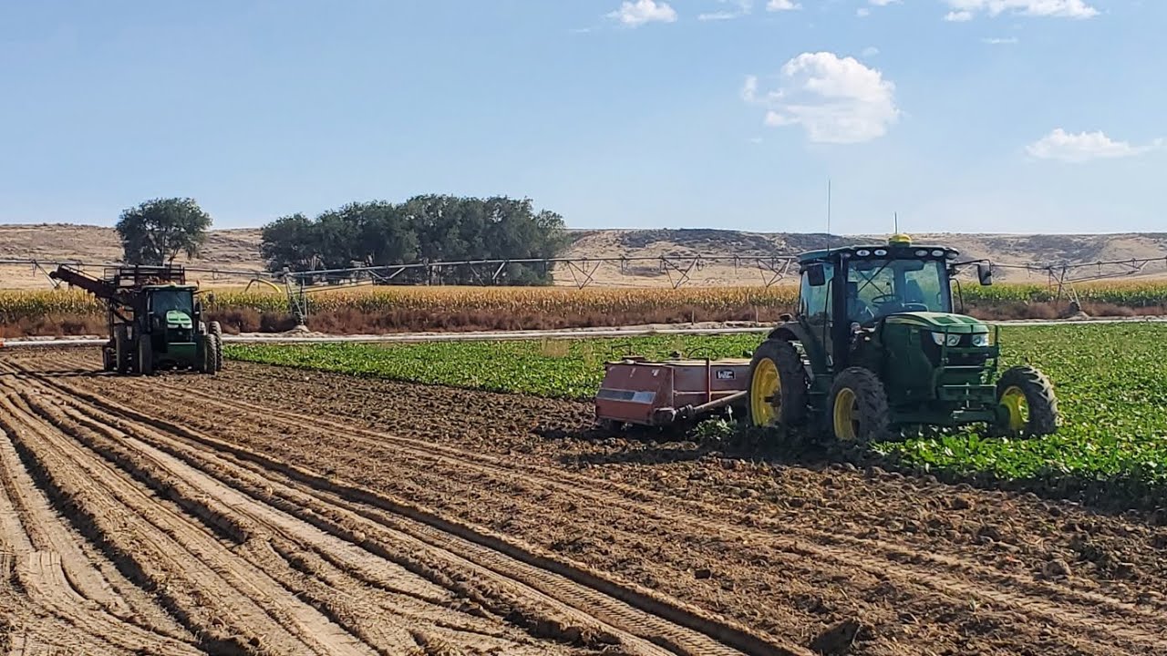 First Day of Sugar Beet Harvest!