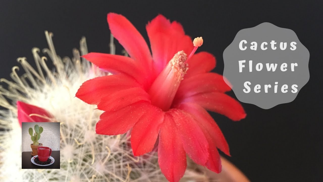 Cactus and Succulent Flower Series Episode 2 (Pretty Elegant Flowers)