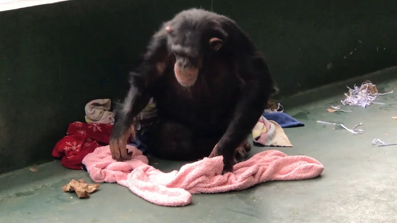 Chimps Build Nests
