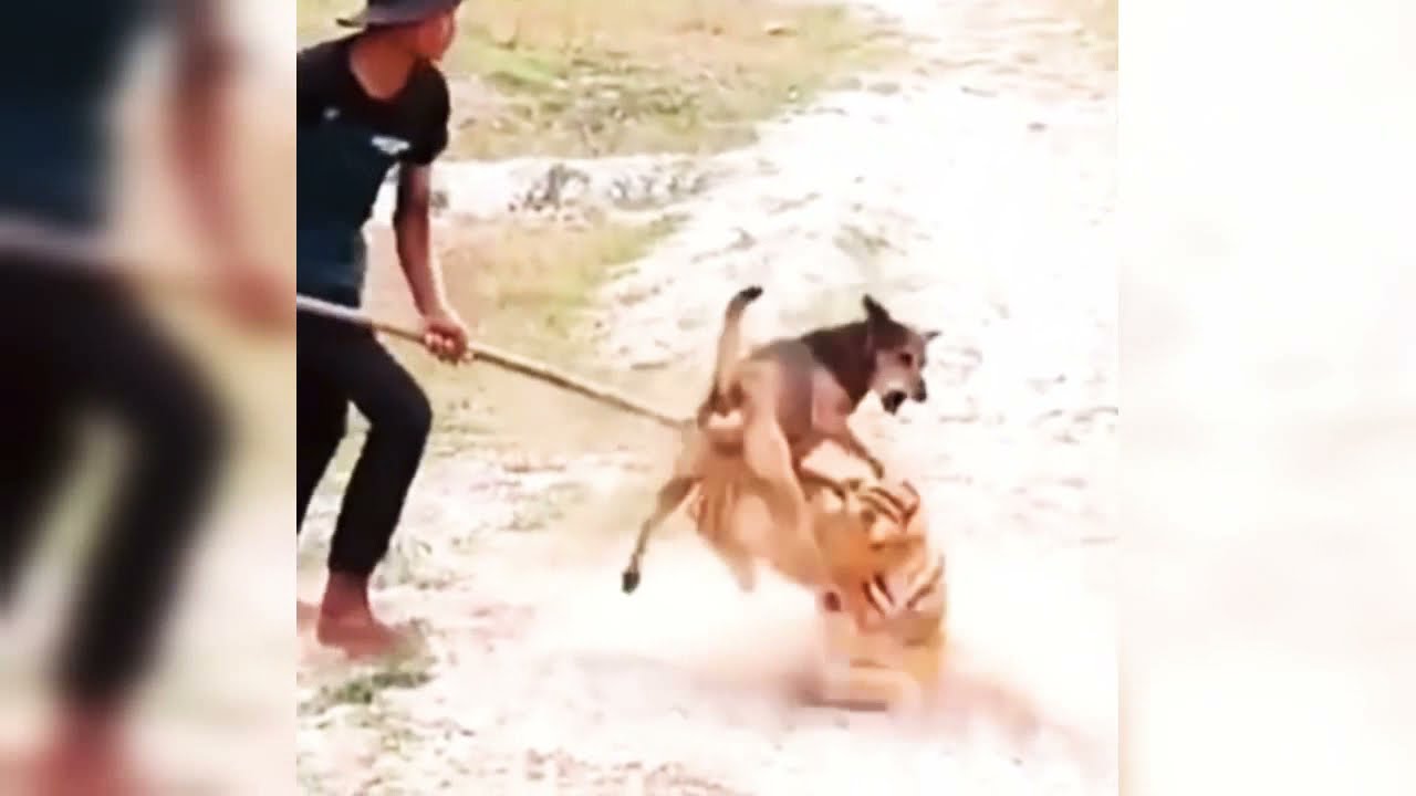 com emo&ccedil;ao,assustando cachorros com tigre,trolando cachorros,tiktok videos,como irritar seu cao,Kawa