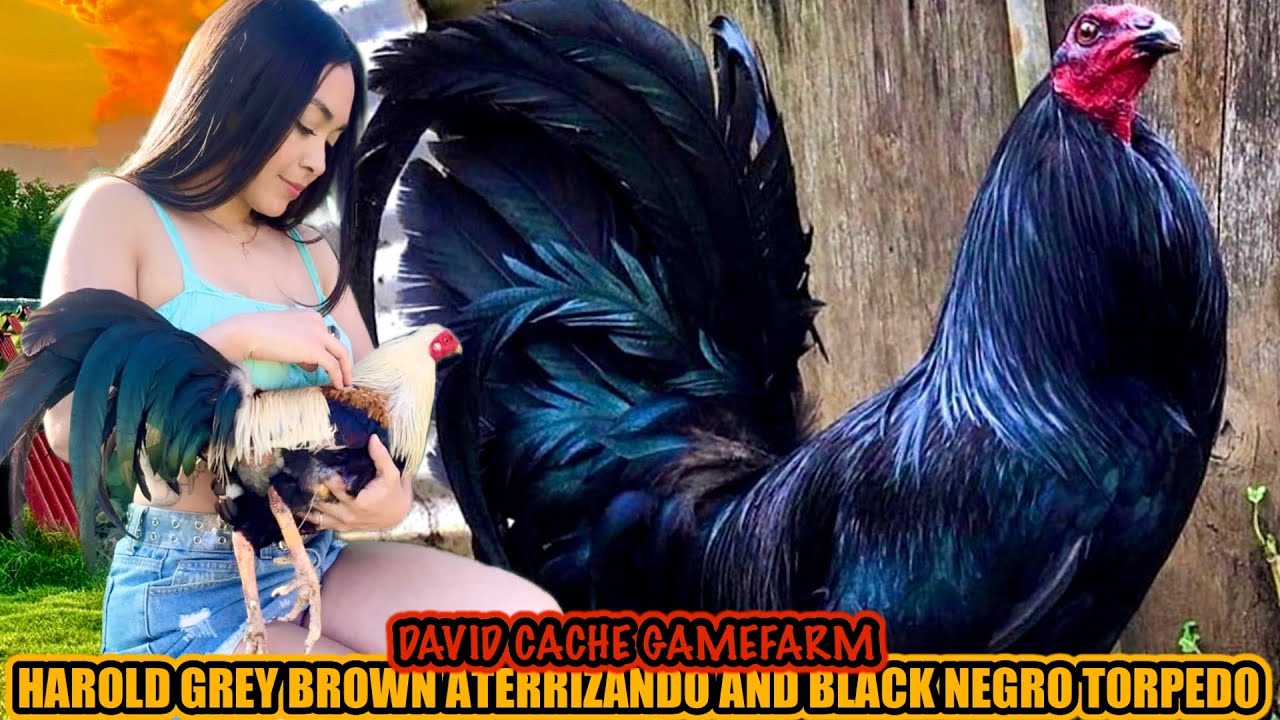 Harold Grey Brown Aterrizando And Black Negro Torpedo ~ DAVID CACHE GAMEFARM
