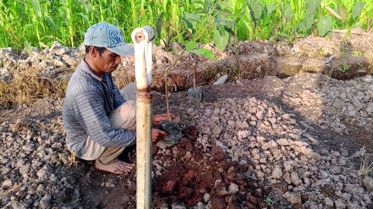 SUAMI ASIK TANAM TAUNAN DI SORE HARI