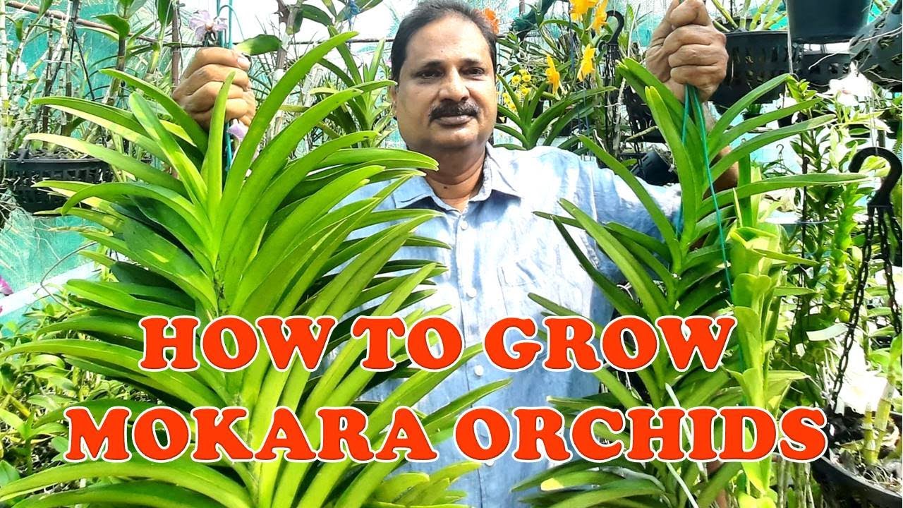 HOW TO GROW MOKARA ORCHIDS BY DR L JOSE