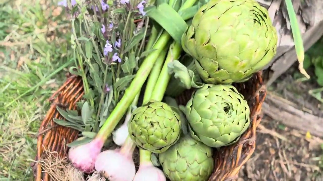 Como hacer Ali Oli con un ajo recién cosechado. Un hermoso día en la huerta