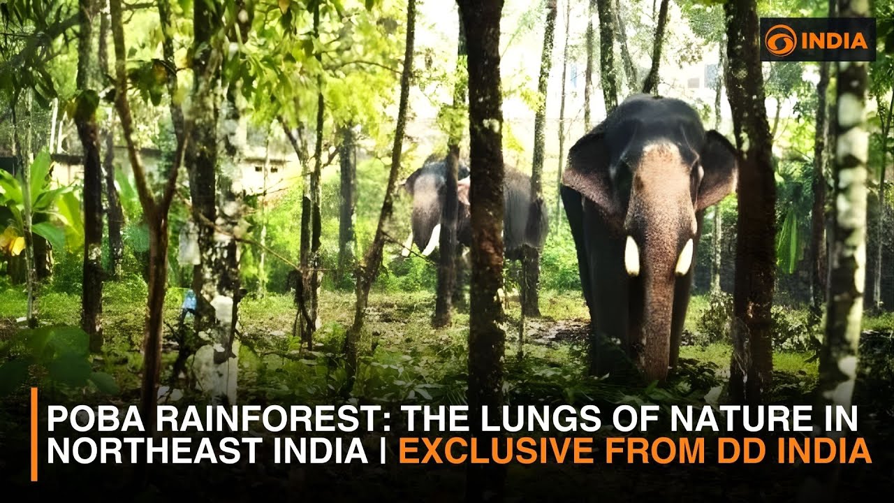Poba Rainforest: The Lungs of Nature in Northeast India | Exclusive from DD India