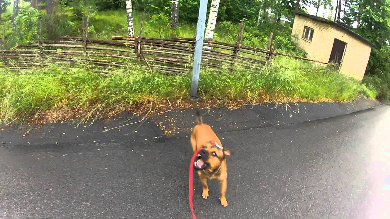 My sweet Amstaff/Rottweiler