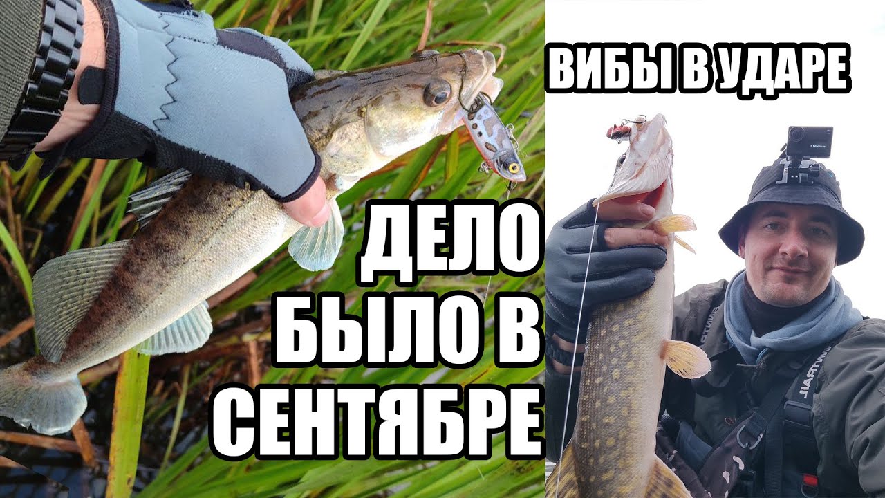 Дело было в сентябре. ВИБЫ в ударе. Сентябрьская рыбалка на Оке. Вибы по открытой воде. Спиннинг