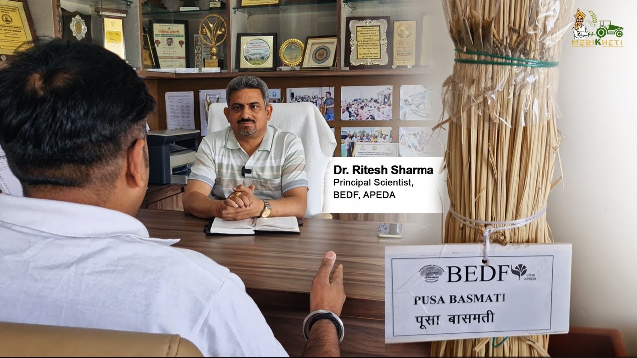 अच्छी पैदावार के लिए बासमती धान की टॉप किस्में कौन कौन सी है - Dr. Ritesh Sharma