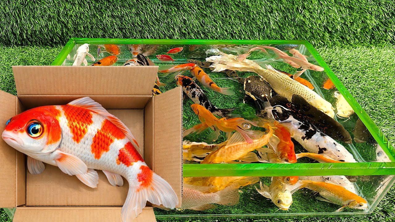 Aquarium Unboxing Ikan Hias Warna Warni, Ikan Koi Cantik, Glofish, Lele RTC, Sepat, Patin, Mas Koki