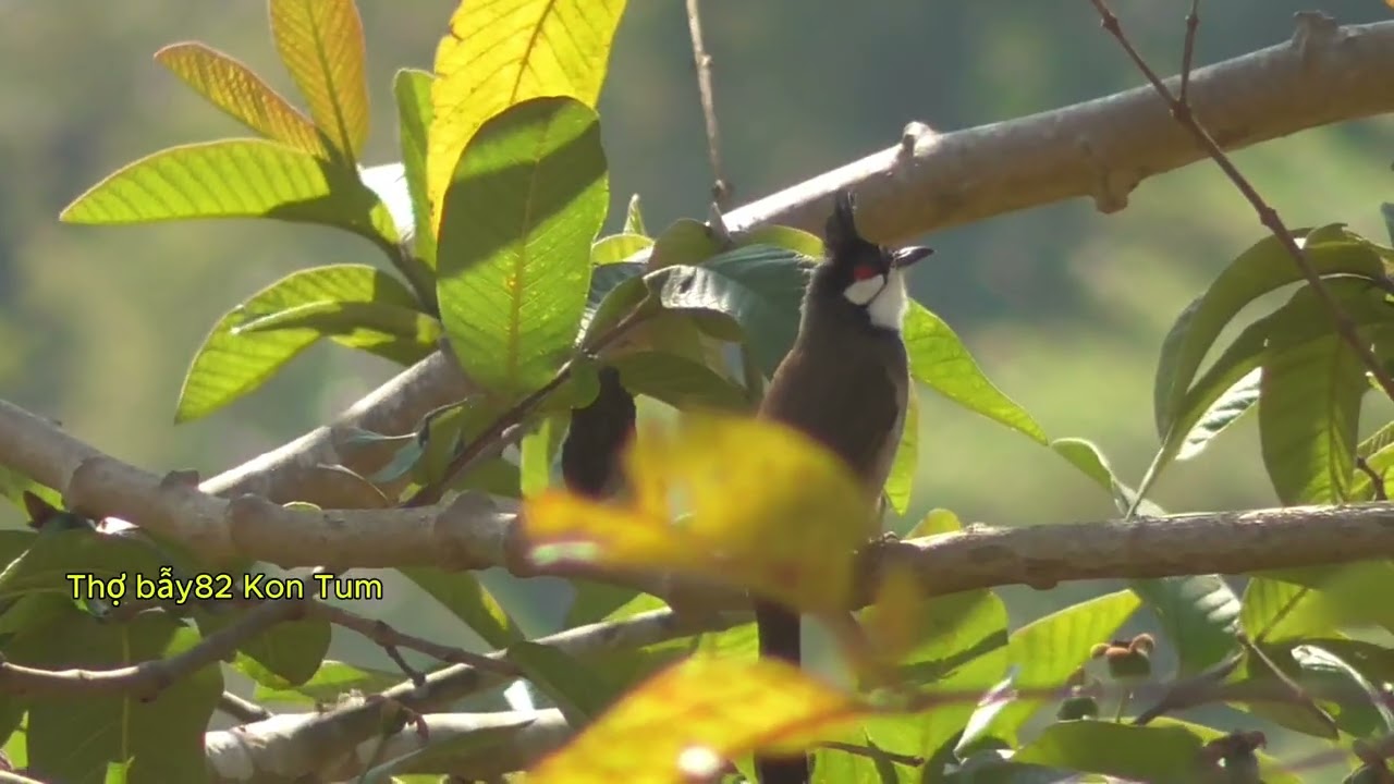 CHÀO MÀO BÂY ĐẤU KON TUM- GẶP HÀNG SẪY CỦA AE ĐAM MÊ,