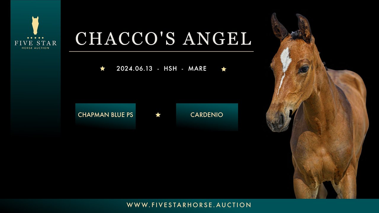 Chacco's Angel (Chapman Blue PS - Cardenio - Baloubet du Rouet) 2024. HSH filly