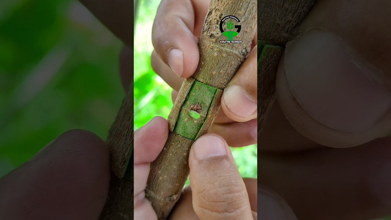 Patch bud grafting techniques #satisfying #video