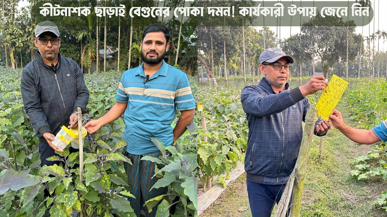 কীটনাশক ছাড়াই বেগুনের পোকা দমন! কিভাবে সম্ভব? জেনে নিন বিস্তারিত #MdJahangirAlamSelim