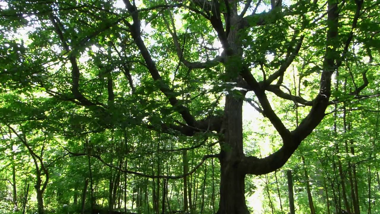 Great Maple Tree Deep in the Woods - Gentle Wind in Trees and Calming Nature Sounds