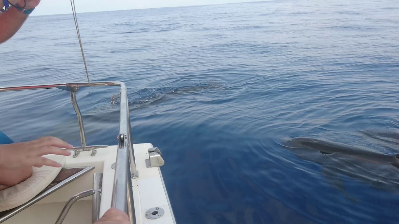 Parte 2 Calderón común Globicephala melas