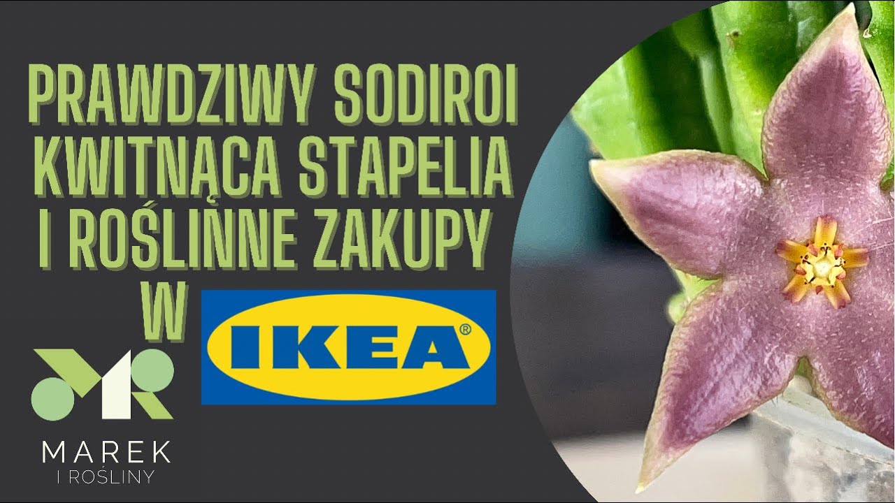Prawdziwy philodendron sodiroi, kwitnąca stapelia i roślinne zakupy w IKEA - dischidia alert😜