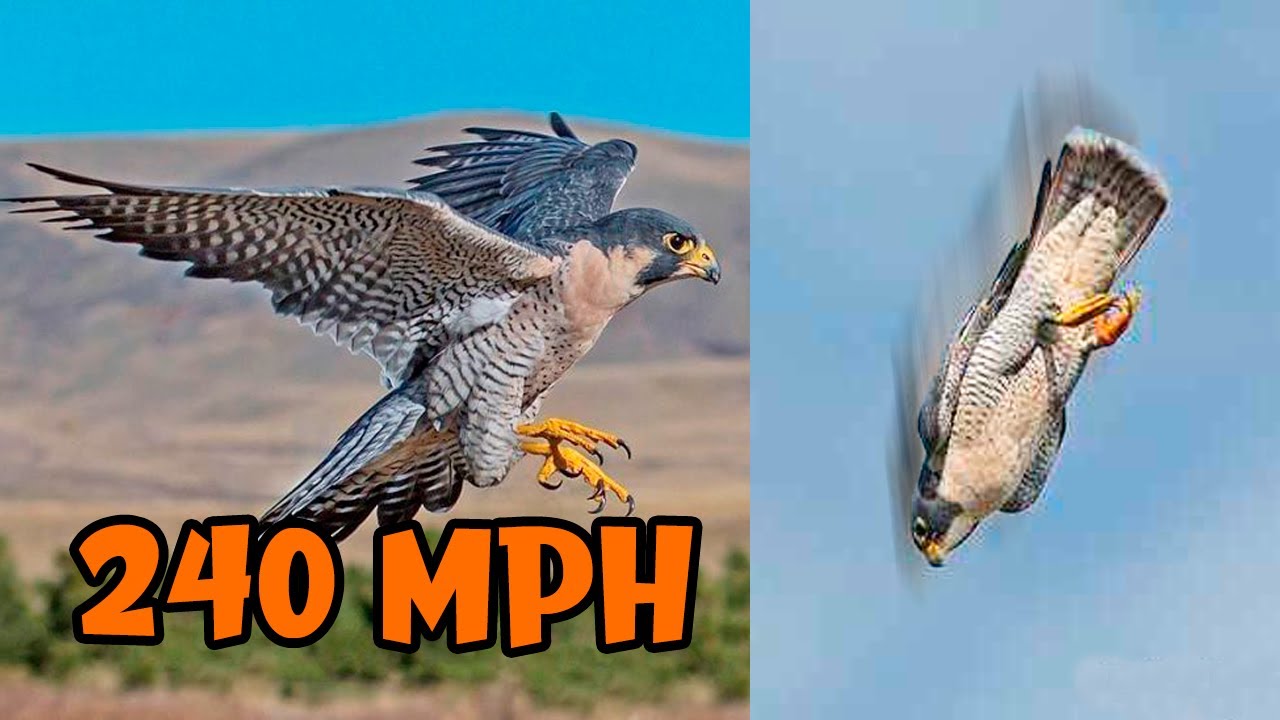 The FASTEST BIRDS In The World 🦅