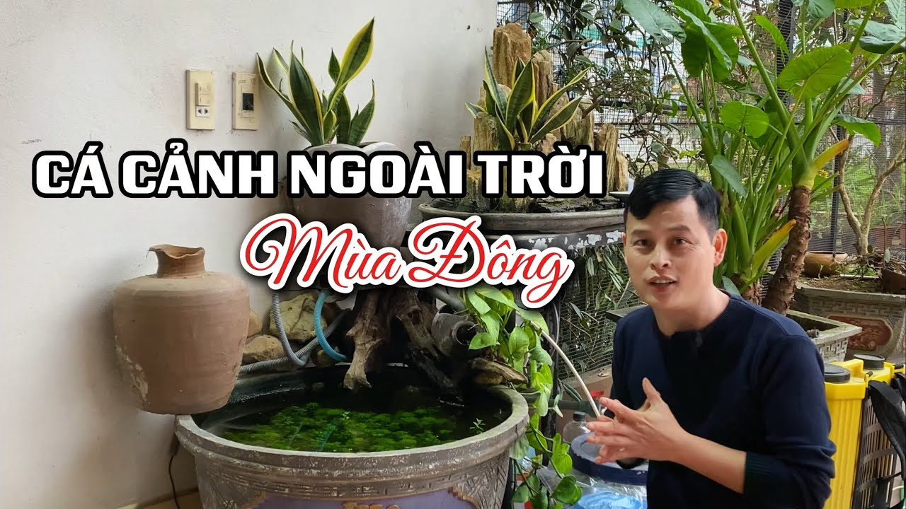Cách bảo vệ cá cảnh thuỷ sinh ngoài trời khi mùa đông lạnh