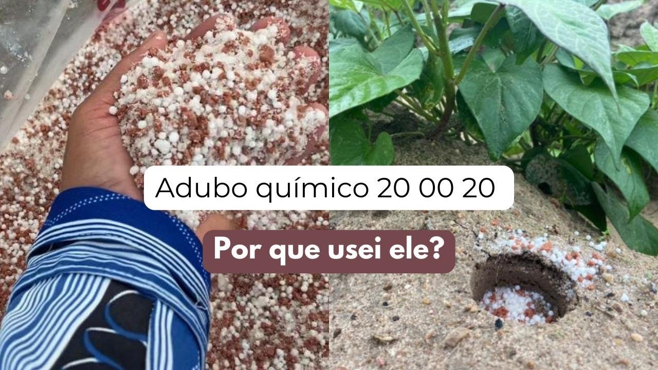 PLANTEI BATATA DOCE COM MAP QUAL ADUBO DEVO USAR?