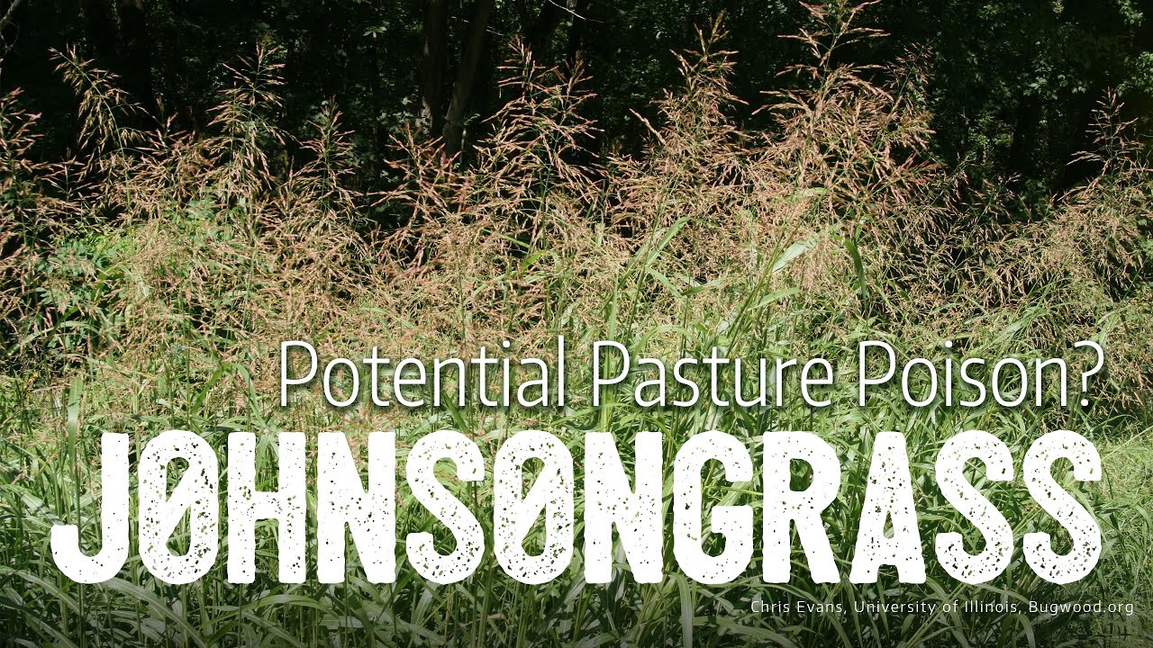 JohnsonGrass: Potential Pasture Poison?