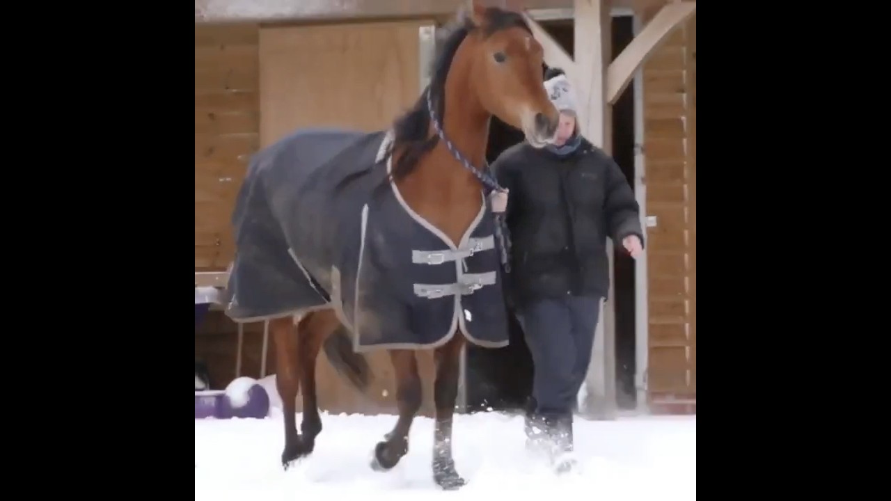 ARABIAN HORSE IN SNOW #Love #Horse #Beautiful #Equine #Equestrian #SNOW