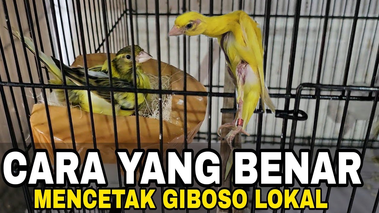 UPDATE STOK & TRIK KHUSUS TERNAK KENARI MATERI GIBOSO IRAN.