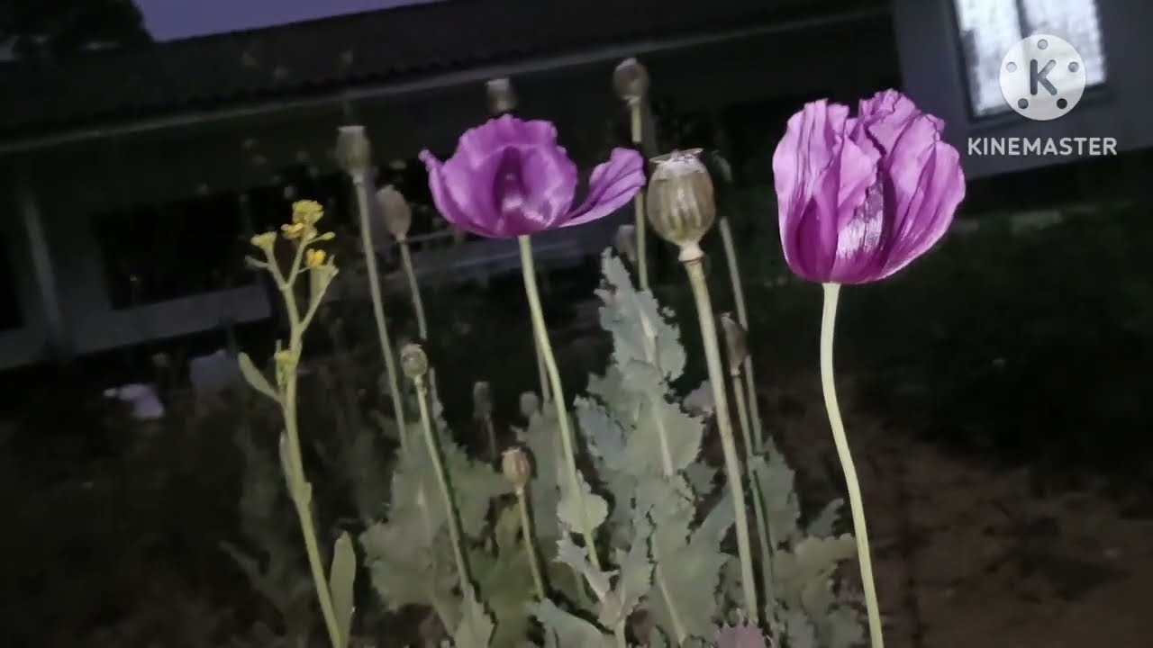 Hnub no rov sau nra mu thawm kuv pab niam tub. Part 2.2/2/2025.