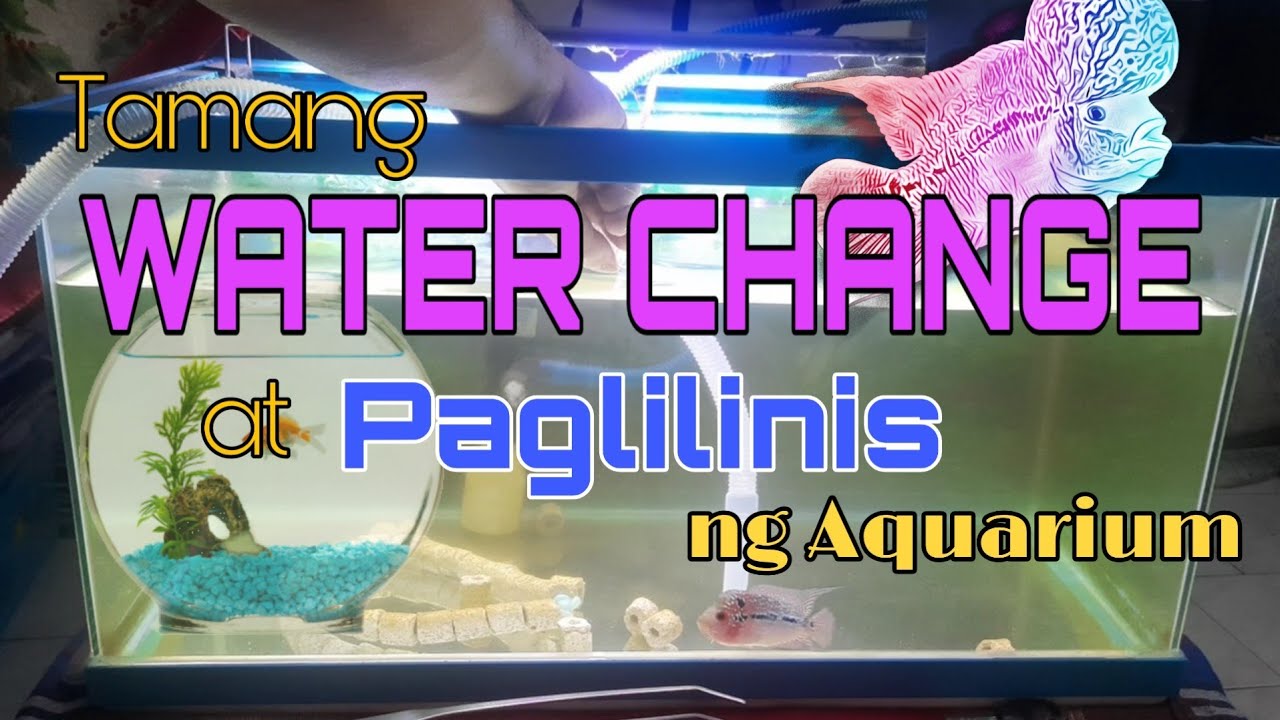 Tamang Water Change at Paglilinis ng Aquarium