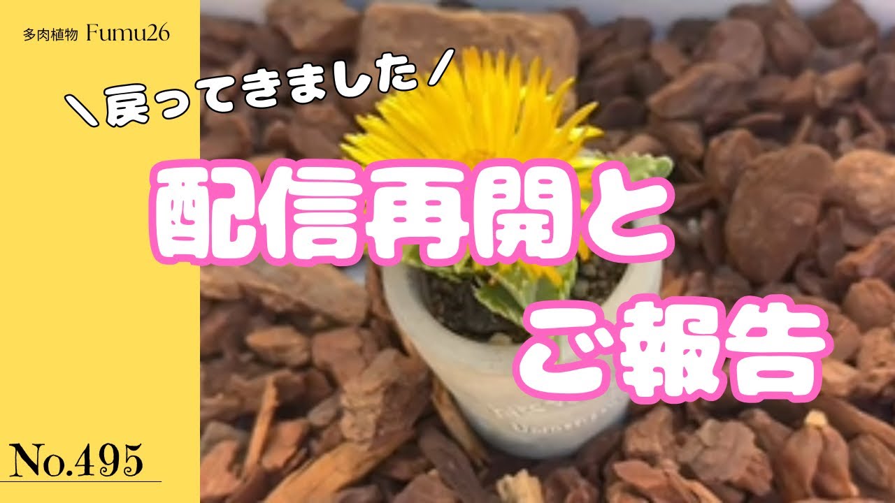 今回はプラグトレーで育っていた苗達を鉢上げしていきます❣️【多肉植物】【プラグトレー】【ガーデニング】