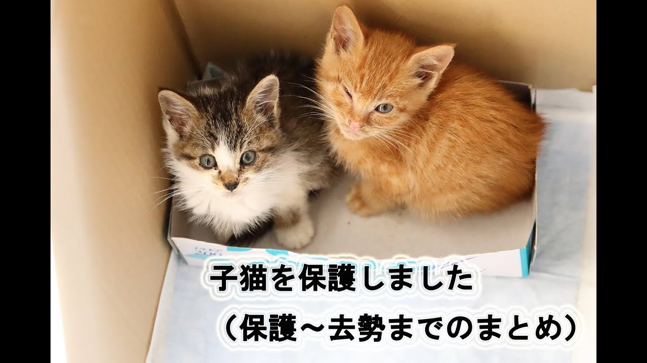 【4K】子猫を保護しました（保護～去勢までのまとめ）
