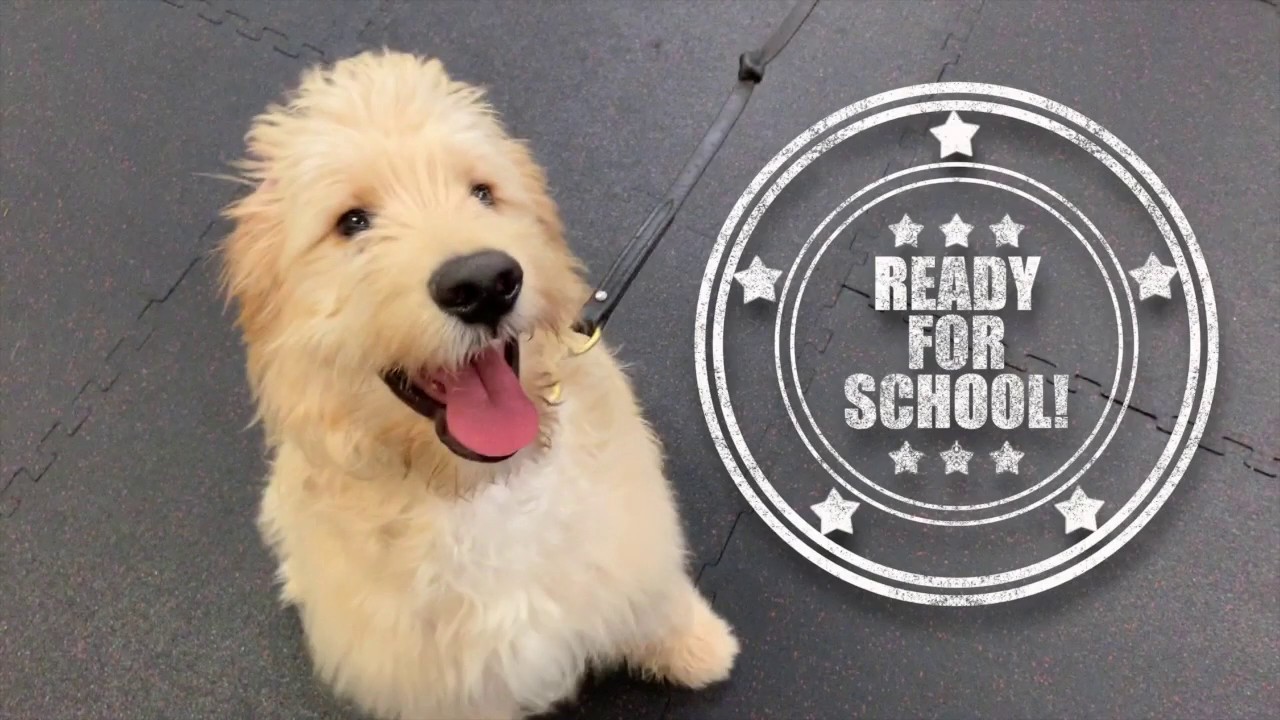Training from the Start - 5 Month Old Goldendoodle Puppy