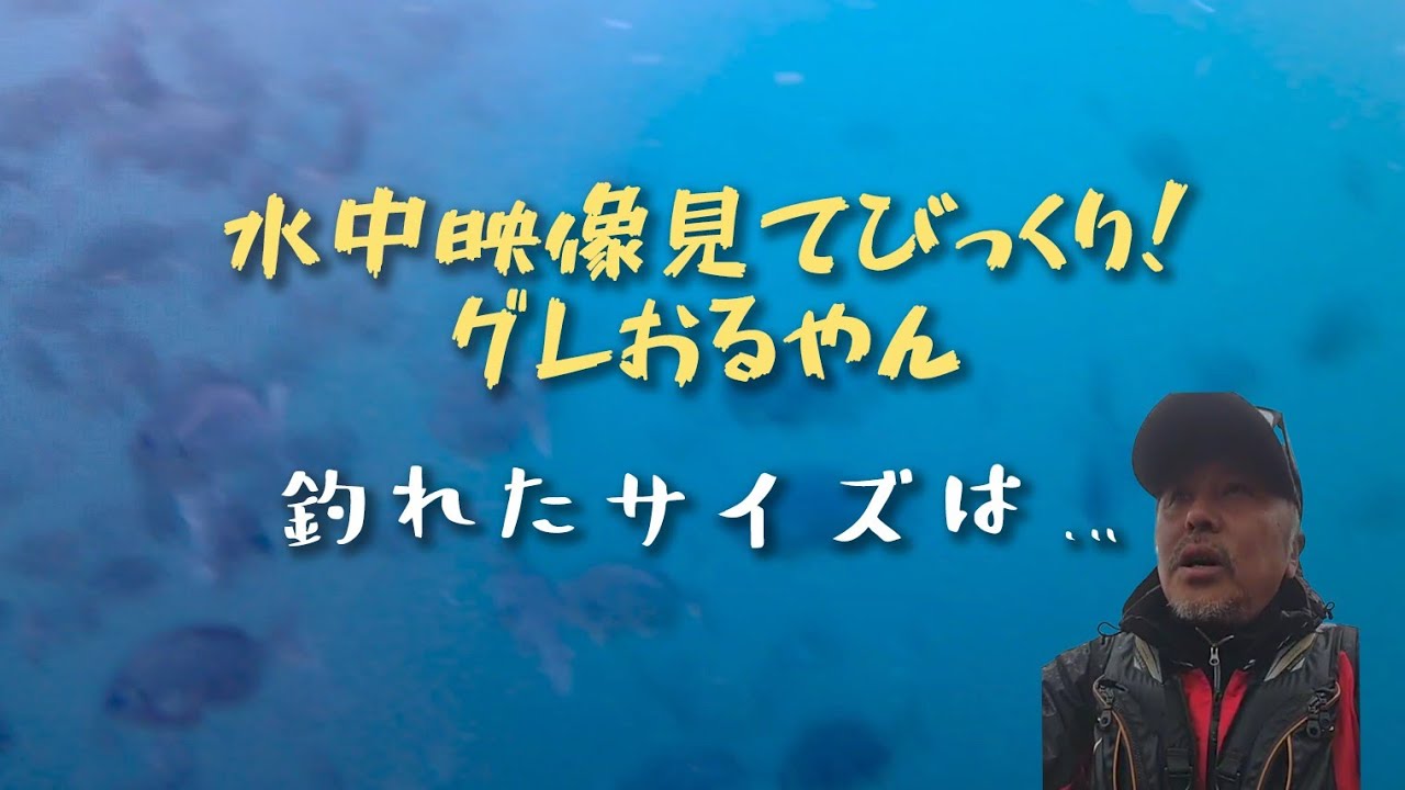 【釣り】ホームの長崎畝刈でグレ釣りしてきた！令和8年2月4日　水中映像もあるよ　#グレ釣り #クロ釣り #釣り #ふかせ釣り #水中映像 #fishing #磯遊 #磯釣り #アウトドア 