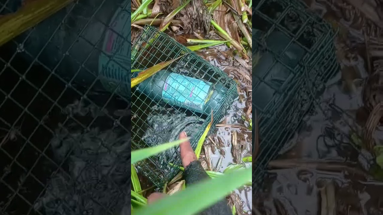 Spot tertutup jadi sarang ikan lembat besar besar #shots