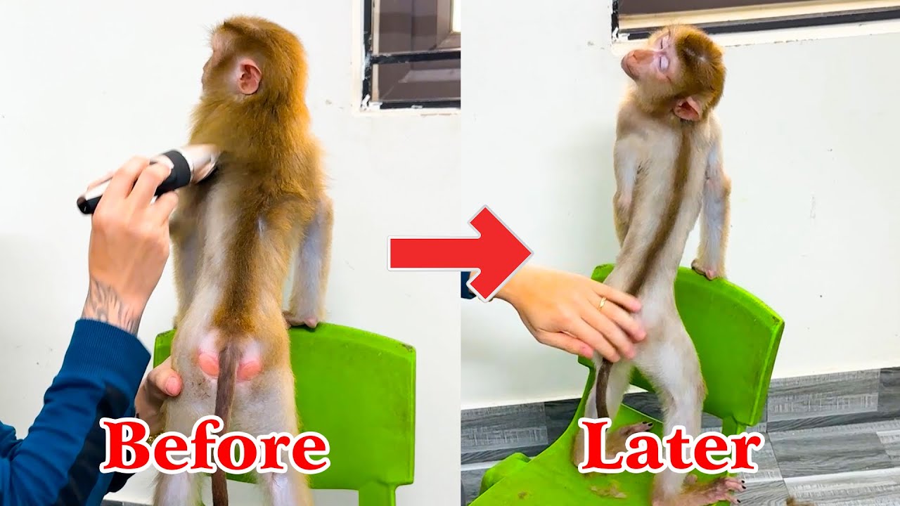 Monkey Kaka looks really cool with her new fur styled by her father
