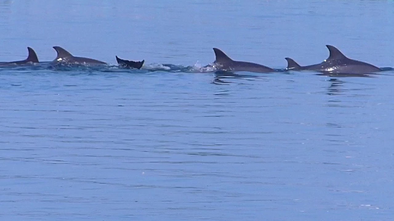 桜島 赤生原避難港で出会ったイルカの群れ  Shot on FZ200