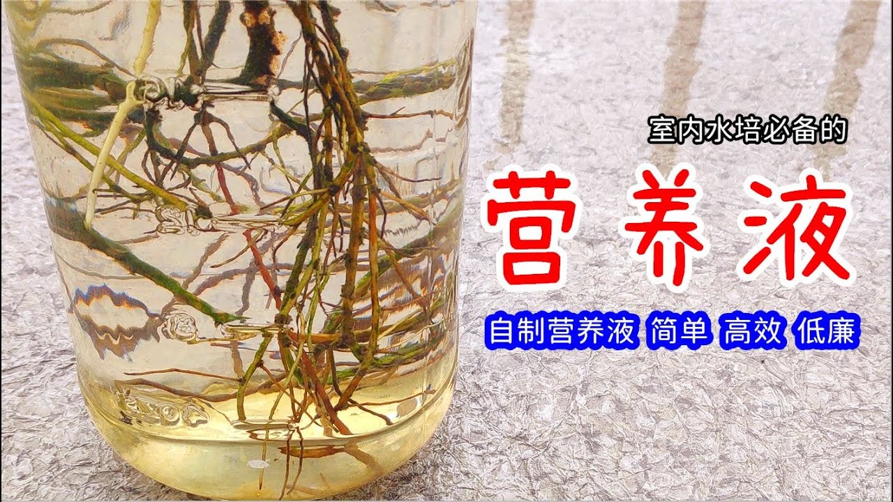 如何自制绿色水培营养液，室内水培蔬菜植物不可少，简单高效，成本低廉 / DIY Hydroponic Nutrients【种菜养花】