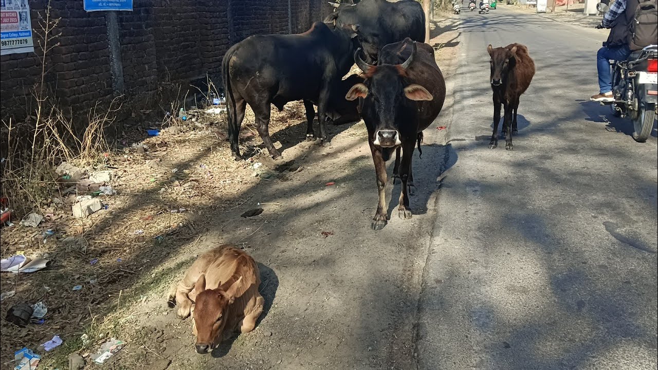 दलदल में फंसी गाय का रेस्क्यू , क्षेत्र में यहां हो रही बीस से अधिक गायों की प्रतिदिन सेवा ।