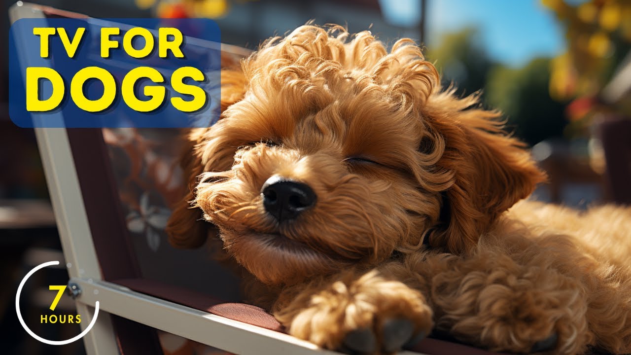 7 Hours of Dog TV and Dog Music: Videos of Dogs and Relaxing Music!