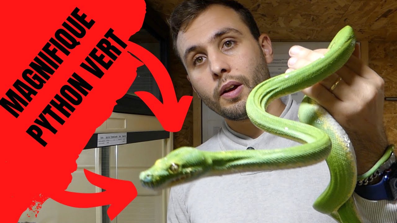 TOUS mes SERPENTS ARBORICOLE ( VIRIDIS, SIMALIA, CORALLUS ) !!! - REPTI'STORE