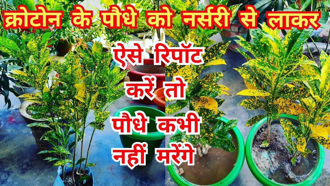 क्रोटोन के पौधे क्यों मरते हैं/ how to repot croton plant / nursery plant repotting / croton plant