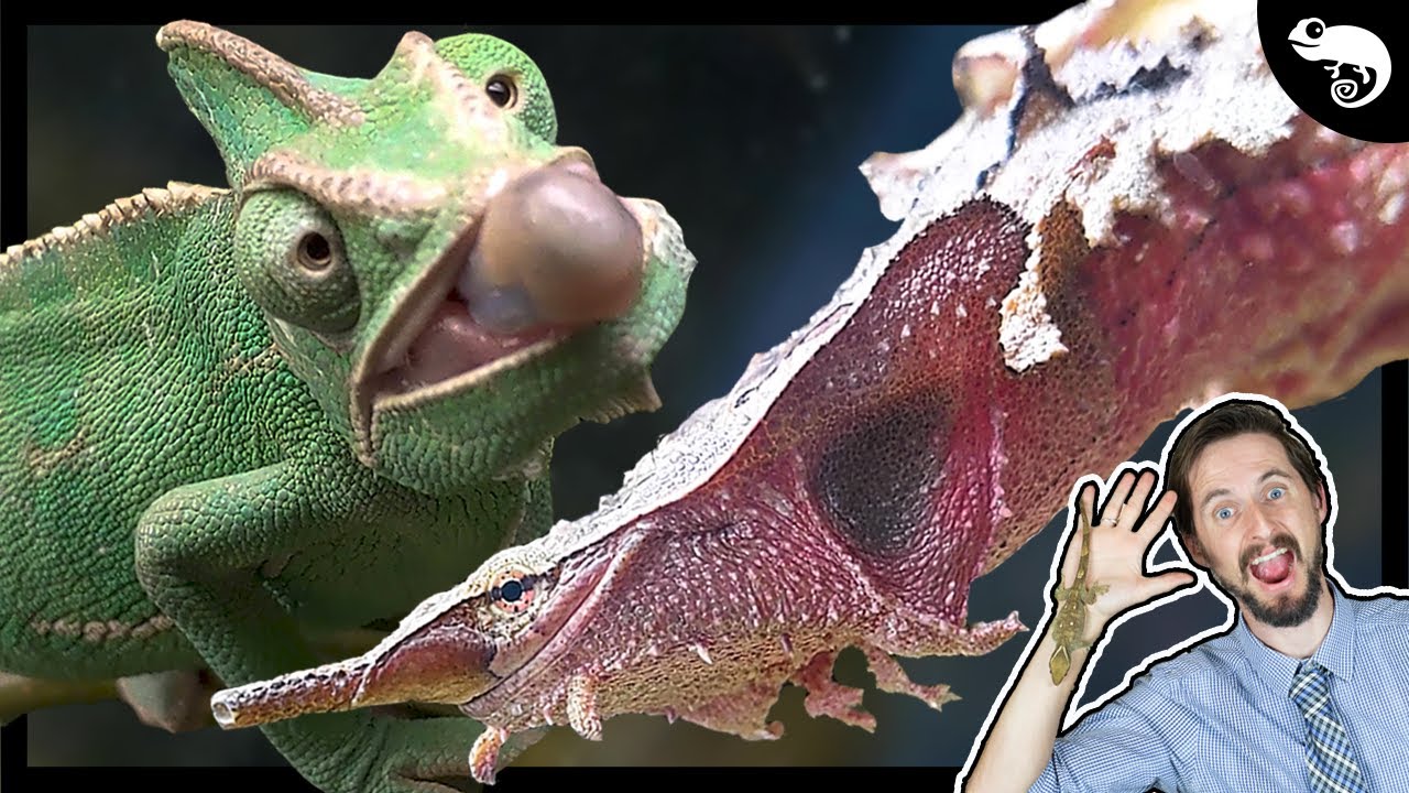 AWESOME Feeding Adaptations - because suction feeding sucks on land