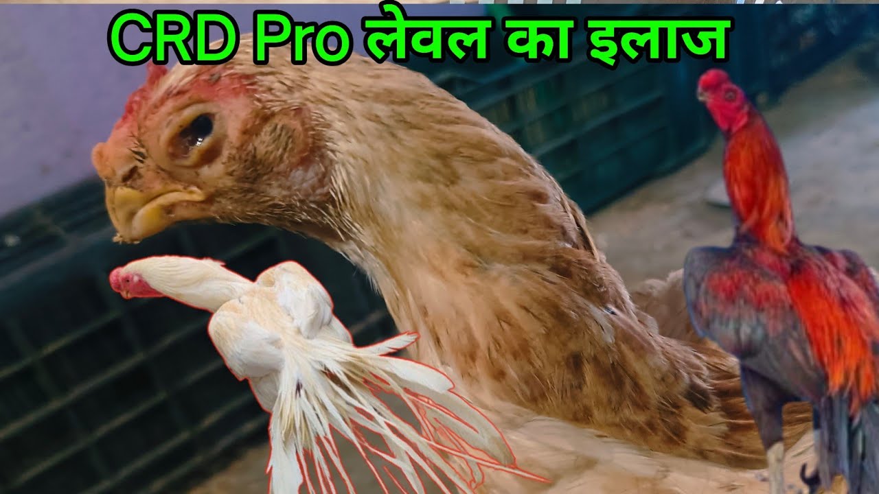 CRD Pro लेवल का इलाज  // Crd pro level ka ilaj