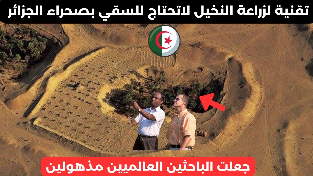 تقنية لزراعة النخيل لاتحتاج للسقي بصحراء الجزائر جعلت الباحثين العالميين مذهولين