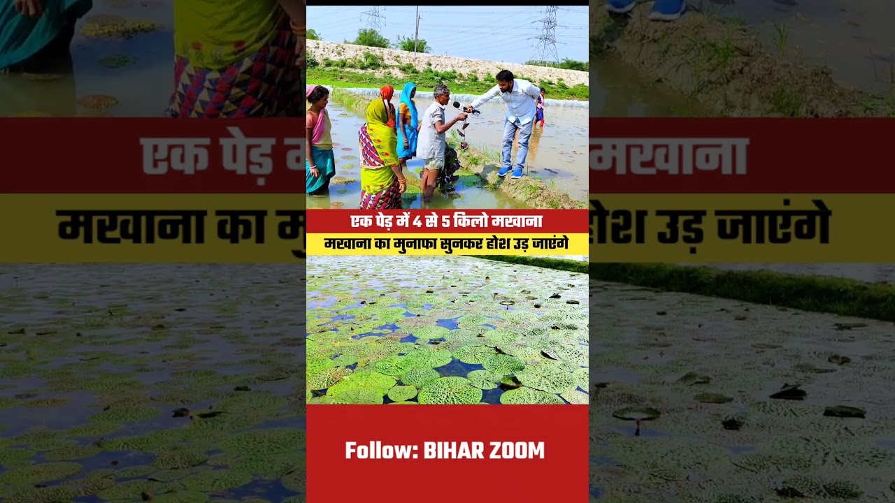 1 tree produces 4 to 5 kg of Makhana 😱 Farming | Makhana | Bihar Zoom