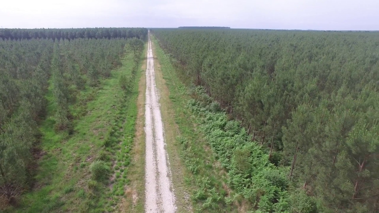 Landes Forest